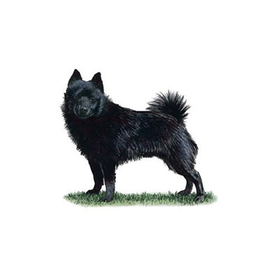 Schipperke
