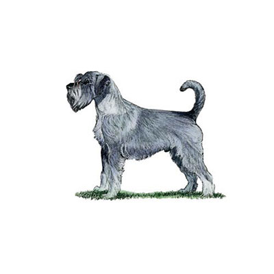 Schnauzer