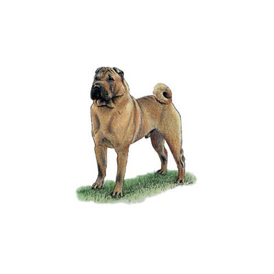 Shar Pei