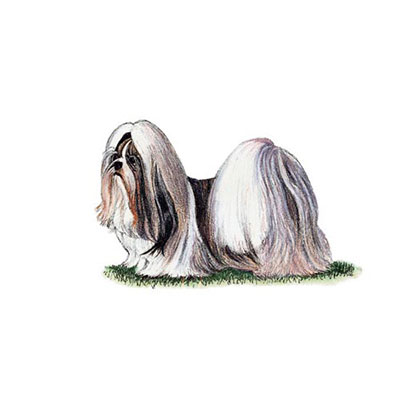 Shih Tzu