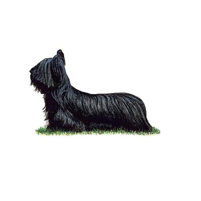 Skye Terrier