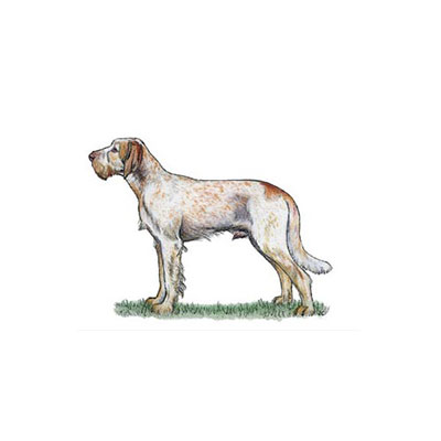 Spinone