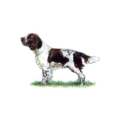 Springer
