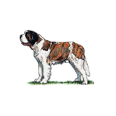 St Bernard