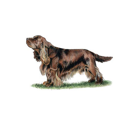 Sussex Spaniel