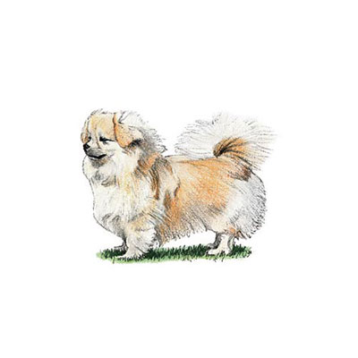  Tibetan Spaniel 