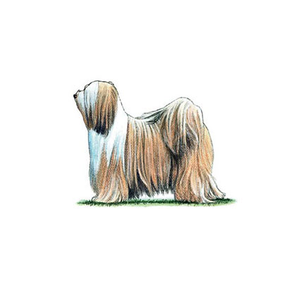  Tibetan Terrier 