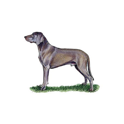 Weimaraner