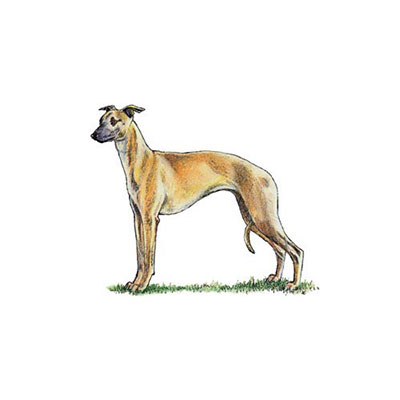 Whippet