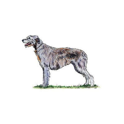  Wolfhound 