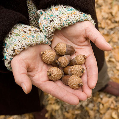 Acorns