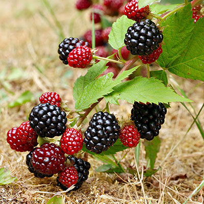 Blackberries