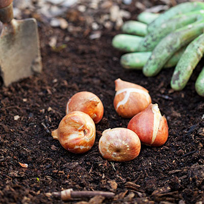 Bulbs