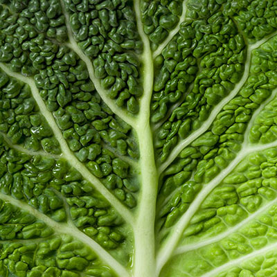 Cabbage