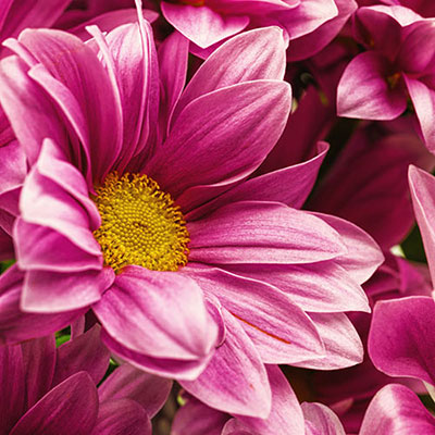 Chrysanthemums