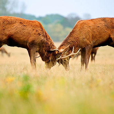 Deer Joust