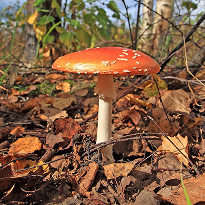  Fly Agaric 