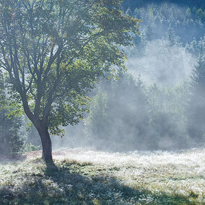Foggy