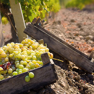 Grapes
