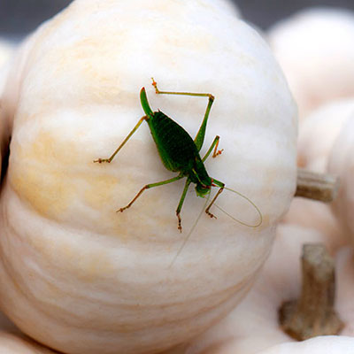 Grasshopper