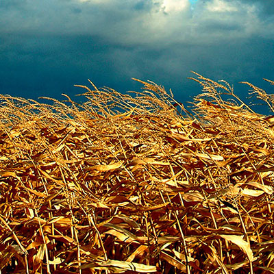  Maize 