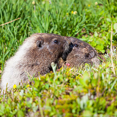 Marmots