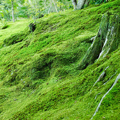 Moss