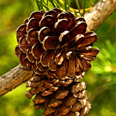 Pine Cones