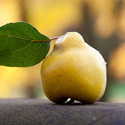 Quince