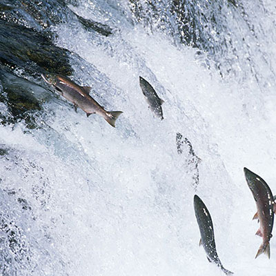 Salmon