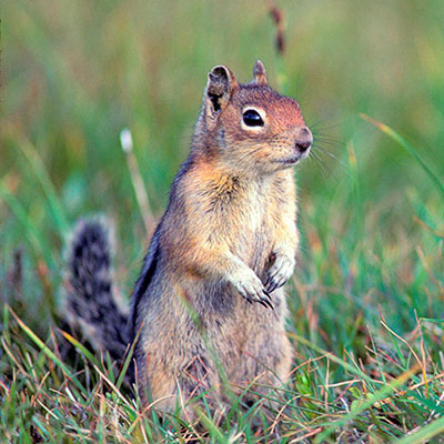 Squirrel