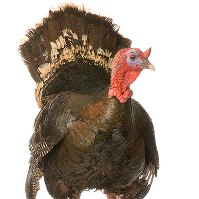 Turkey
