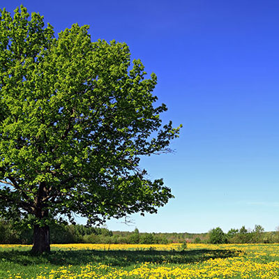 Oak