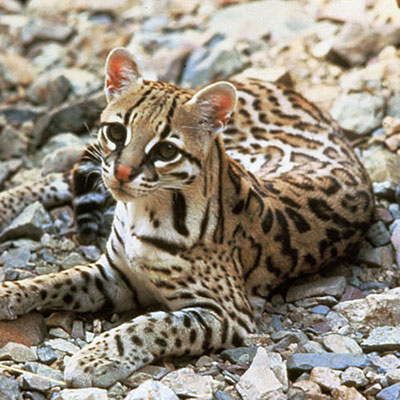 Ocelot