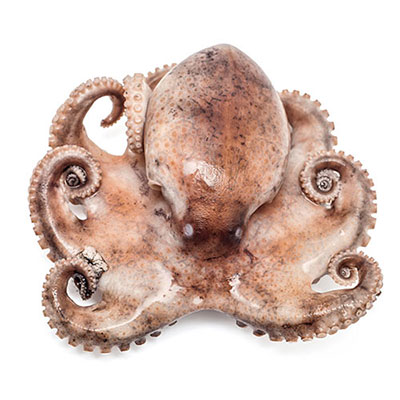 Octopus