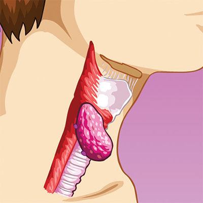 Oesophagus