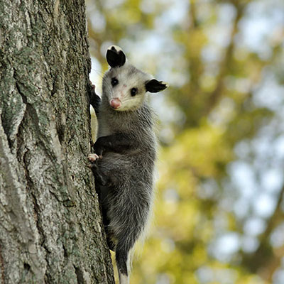 Opossum