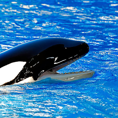 Orca