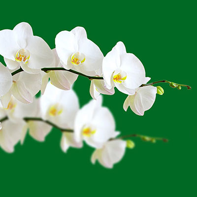 Orchid