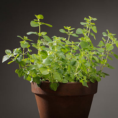 Oregano