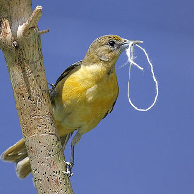  Oriole 