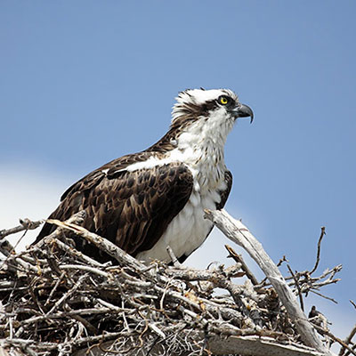  Osprey 