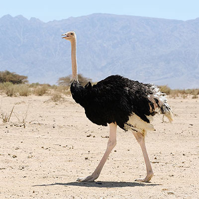  Ostrich 