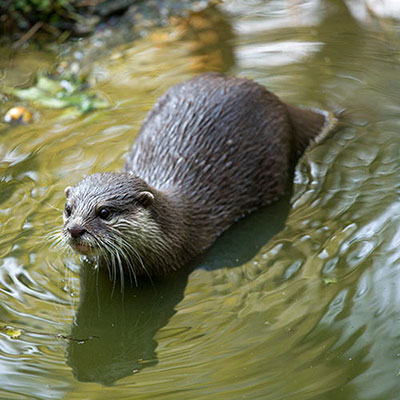  Otter 