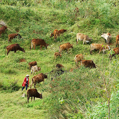 Oxen