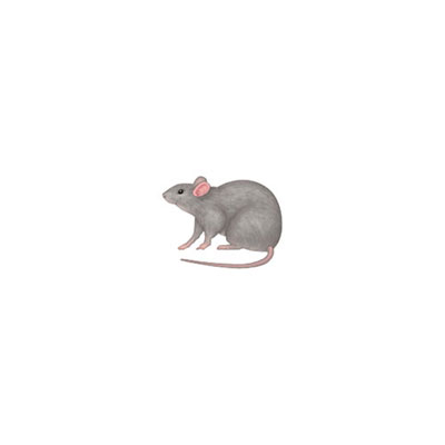 Rat