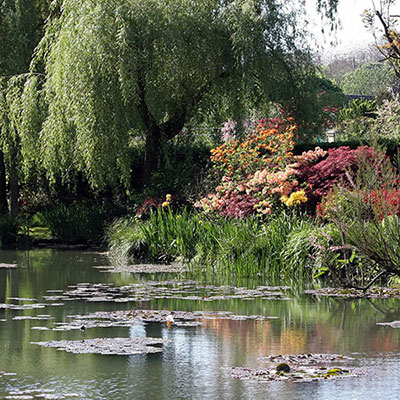 Pond