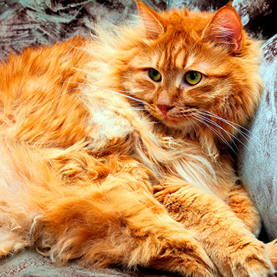 Bobtail