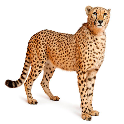 Cheetah