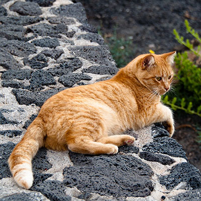 Ginger Cat